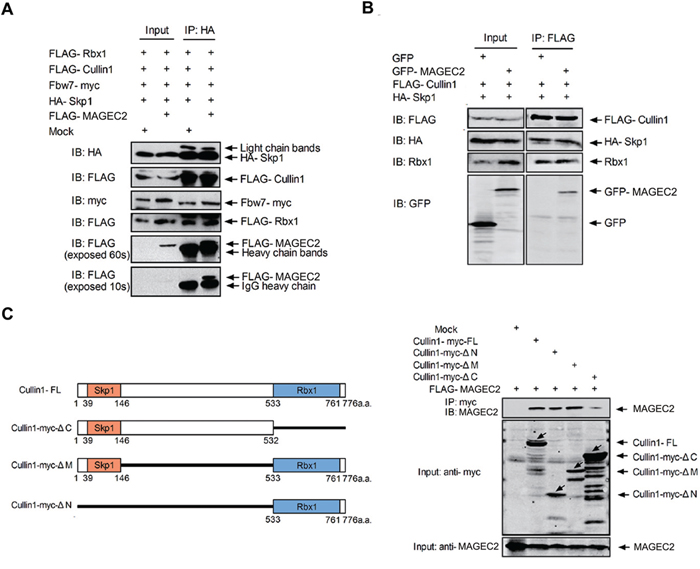 MAGE-C2 participates in SCF complex and does not interfere with binding of Skp1 and Rbx1 to Cullin1.