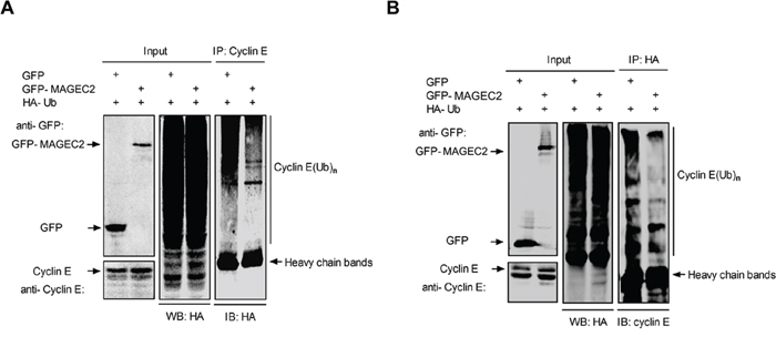 MAGE-C2 inhibits E3 ubiquitin ligase activity.