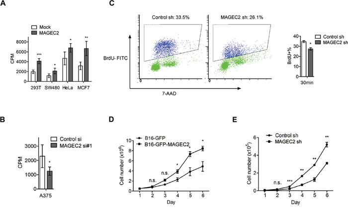 MAGE-C2 promotes cell proliferation.