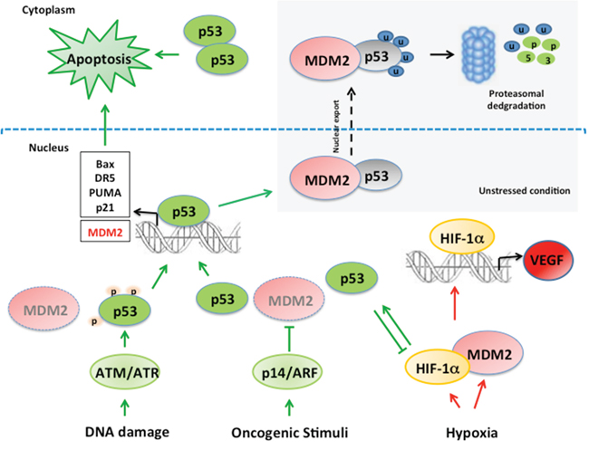 Schematic representation of MDM2/p53 and MDM2/HIF1alpha network.