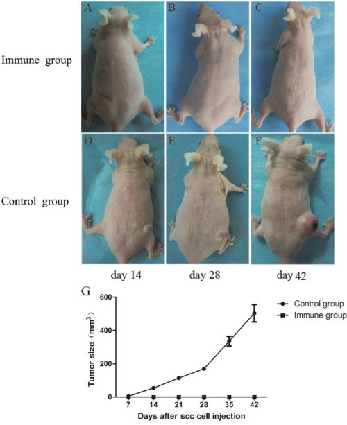 Tumor growth in SKH-1 mice after implantation of SCC tumor cells.