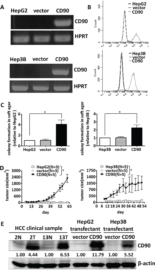 CD90 promotes tumor formation in liver cancer cells.