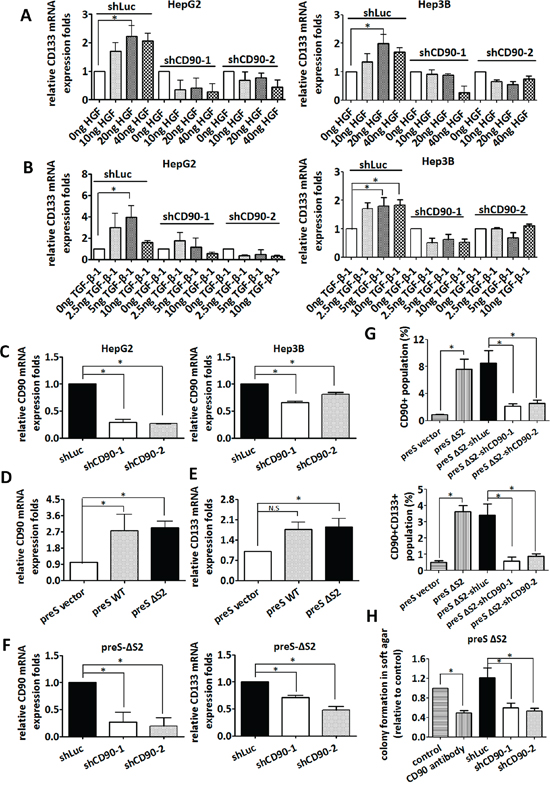 Silencing of CD90 inhibits anchorage-independent growth and CD133 expression induced by environmental stimuli including HGF, TGF-&#x03B2;-1, or HBV large surface protein.
