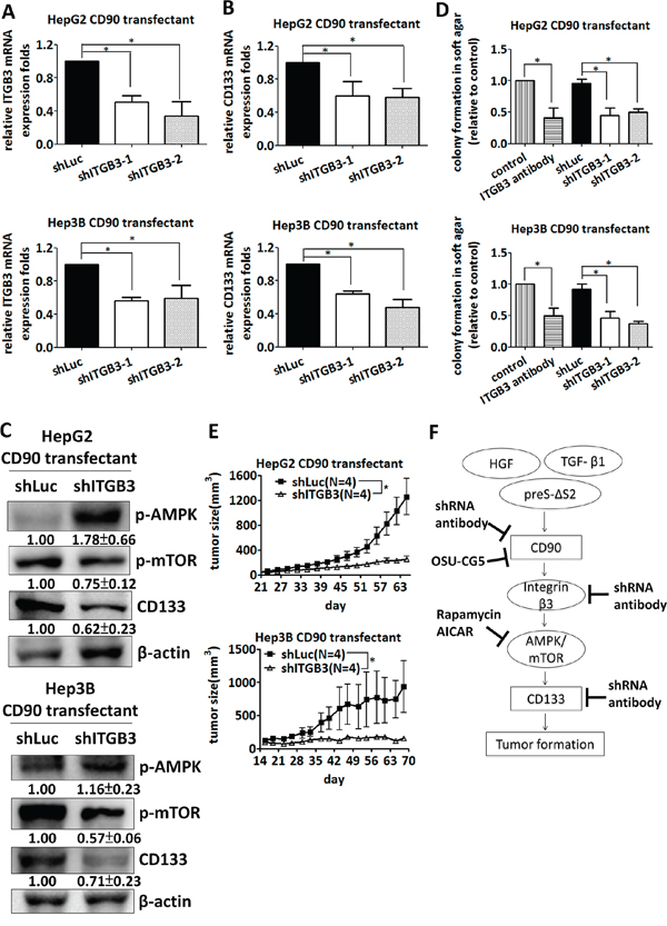 Silencing of &#x03B2;3 integrin inhibits tumor formation and CD133 expression induced by CD90.