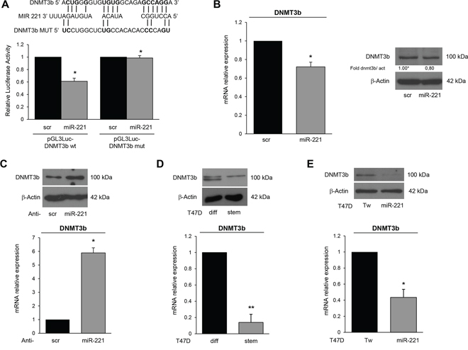 DNMT3b is a direct target of miR-221.