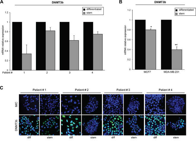 DNMT3b expression in stem and differentiated breast cancer cells.