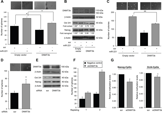 MiR-221 regulates stemness by targeting DNMT3b.