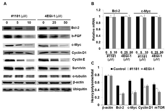 #1181 and 4EGI-1 preferentially inhibit expression of oncogenic proteins.