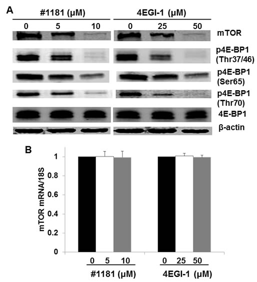 Translation initiation inhibitors abrogate mTOR expression and 4E-BP1 phosphorylation.