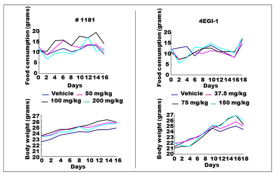 Maximum tolerated dose (MTD) assay for #1181 and 4EGI-1.