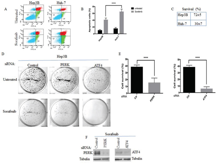 The activation of PERK-P-eIF2&#x03B1;-SGs pathway correlates with HCC resistance to sorafenib.