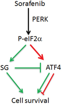 Model for the cross-talk between SGs and eIF2&#x03B1; phosphorylation in sorafenib-treated HCC.
