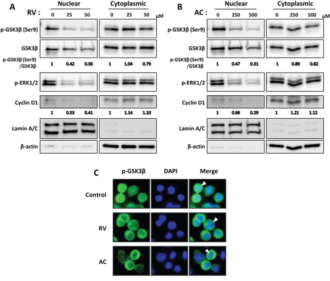 Involvement of nuclear phosphorylated GSK3&#x03B2;Ser9 and ERK1/2 in anti-proliferation effects of RV- and AC-treated pancreatic cancer cells.