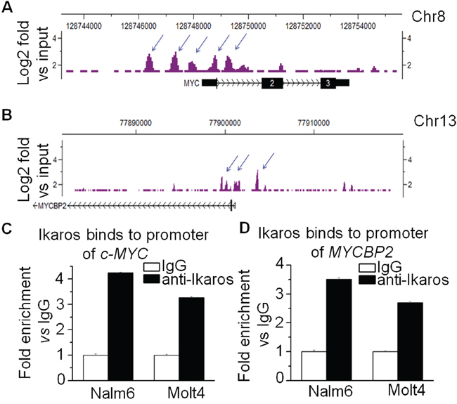 Ikaros binds the promoters of c-MYC and MYCBP2.