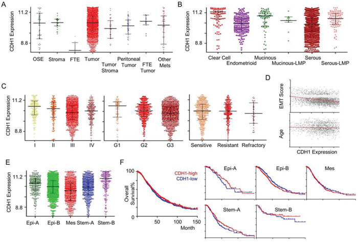 CDH1 gene expression in ovarian cancer.