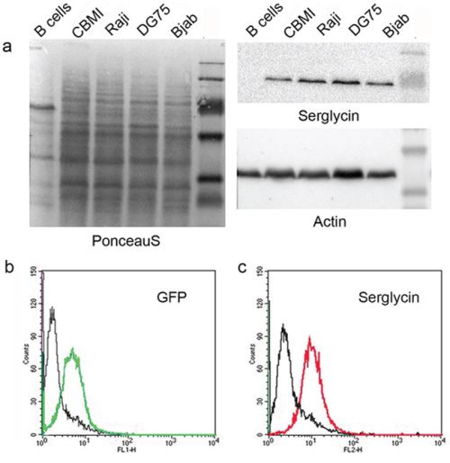 Serglycin expression in different normal and lymphoid cell lines.