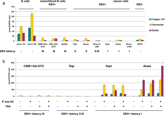 Expression of extracellular matrix components in primary B cells, LCLs and BL cells in different latency stages.