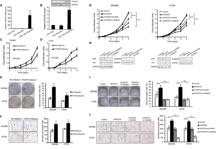 Effects of POSTN on proliferation, anchorage independent growth, and invasion of CRC cells and its contributing signaling pathways.