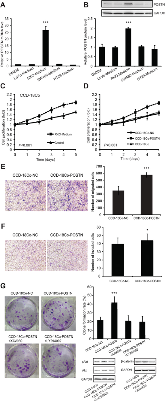 POSTN promoted proliferation of fibroblasts via autocrine or paracrine modes of action.