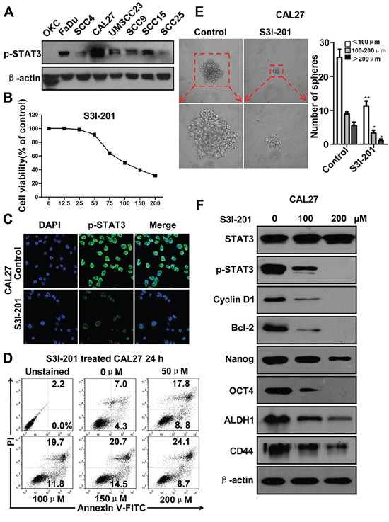 STAT3 inhibition by S3I-201 in HNSCC CAL27 cell line.