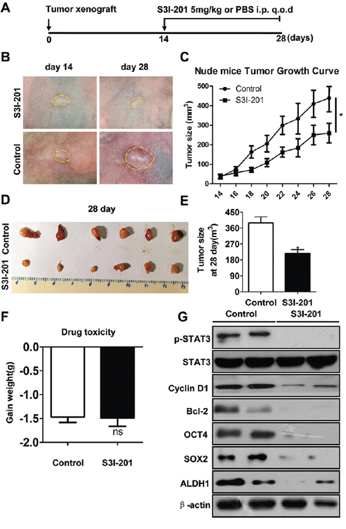 STAT3 inhibition reduces tumor growth and CSCs in HNSCC xenograft model.