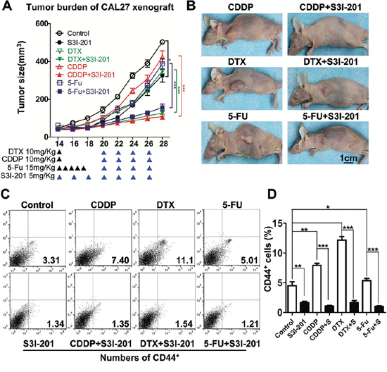 Combined STAT3 inhibition with TPF chemotherapy enhance anti-tumor effect in vivo.