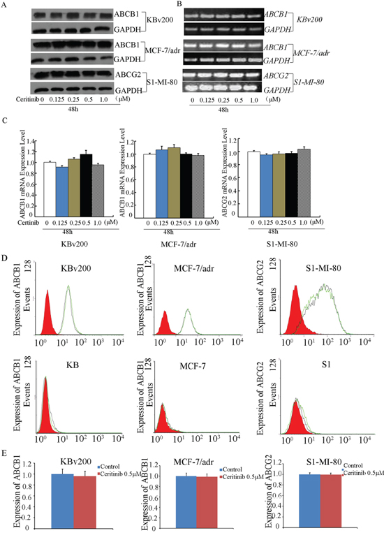 Effect of ceritinib on the expression of ABCB1 or ABCG2 in cells.