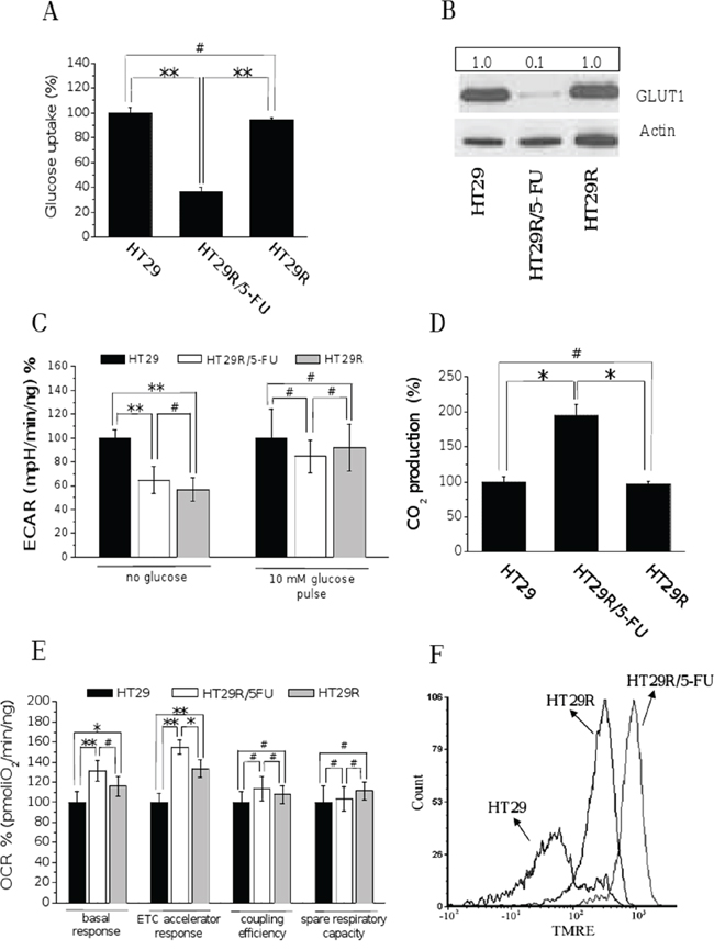 Chronic treatment with 20 &#x03BC;M 5-FU of HT29R decreases glucose utilization and commits cells to a respiratory metabolism.