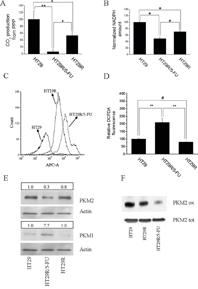 Acute treatment with 20 &#x03BC;M 5-FU modifies redox equilibrium of HT29R cells inhibiting PPP and NADPH synthesis.