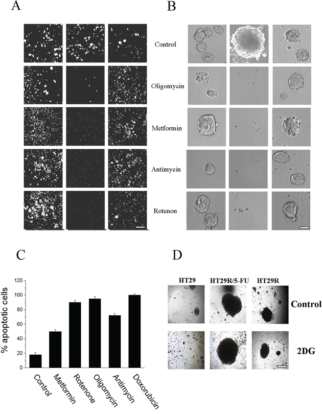Effect of 20 &#x03BC;M 5-FU and OXPHOS inhibitors treatment on cells viability.