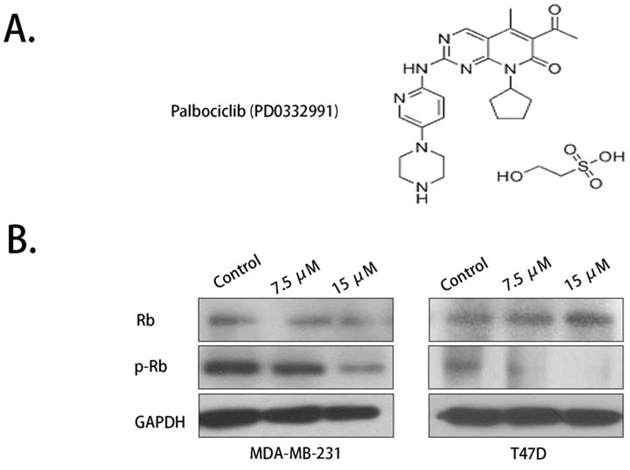 Rb phosphorylation was inhibited by palbociclib.