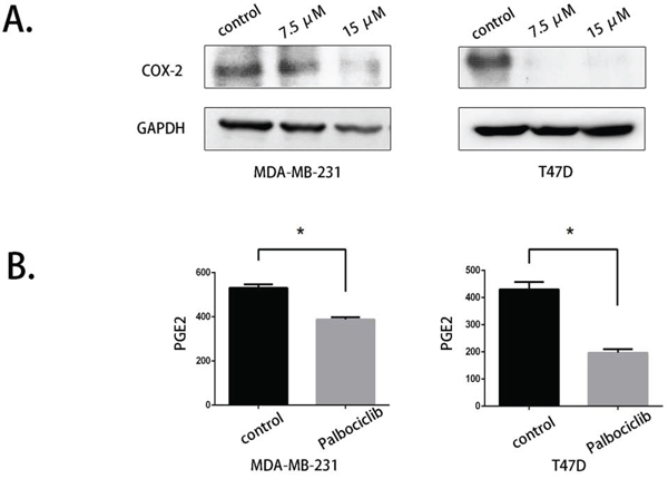 COX-2 expression and PGE2 production were reduced by palbociclib.