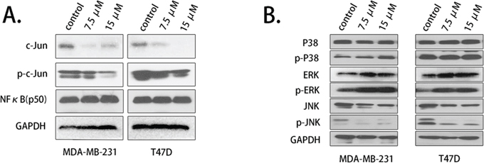 Palbociclib down-regulated c-Jun and JNK expression.