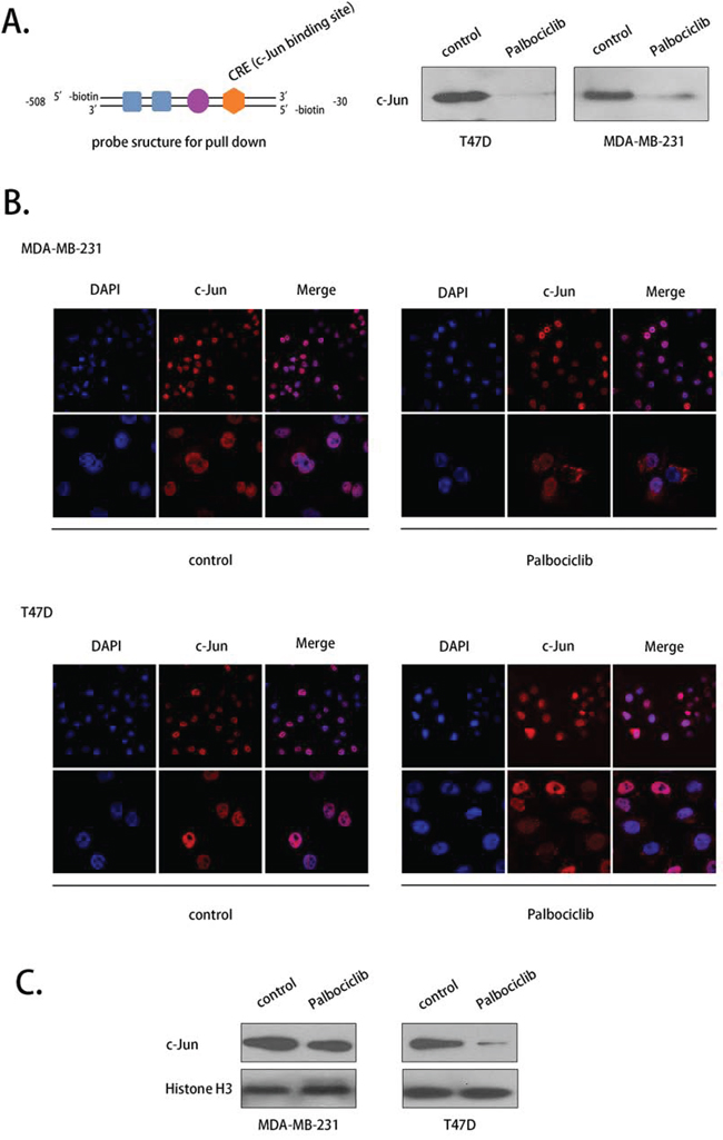 Palbociclib affected the COX-2 promoter-binding activity and the translocation of c-Jun.