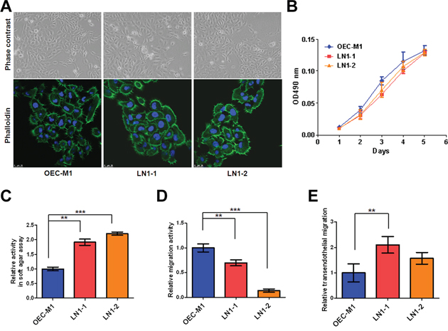 The LN1&#x2013;1 and LN1&#x2013;2 sublines demonstrate higher transendothelial migration activity.