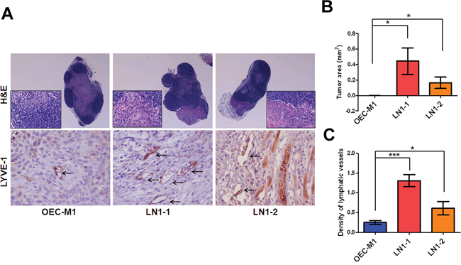 Higher lymphangiogenesis in orthotopic tumors generated from the OSCC sublines.