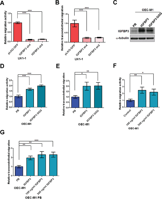 IGF-independent IGFBP3 increases migration and transendothelial migration.