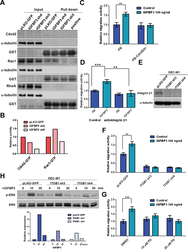 Silencing of integrin &#x03B2;1 inhibits IGFBP3-induced migration.