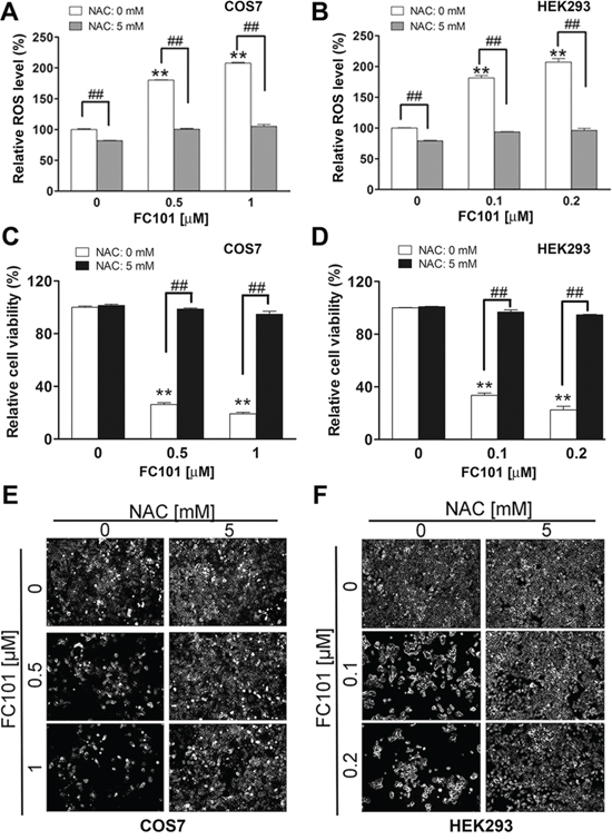 N-acetyl-L-cysteine (NAC) prevents FC101 from inducing ROS and cell death.