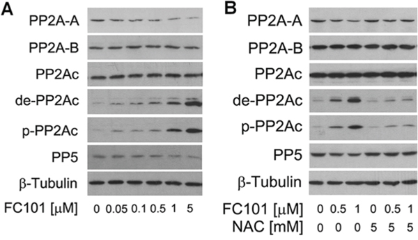 FC101 induction of ROS downregulates PP2A and PP5.