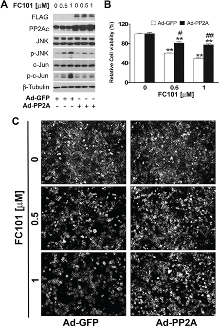 Overexpression of PP2A partially prevents FC101-induced JNK activation and cell death.