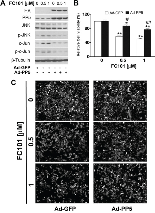 Overexpression of PP5 partially prevents FC101-induced activation of JNK as well as cell death.