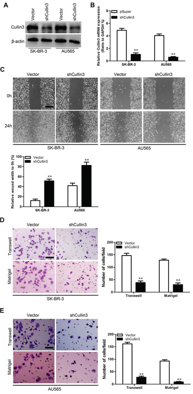 Knocking down Cullin3 inhibits migratory and invasive capacities of BC cells in vitro.