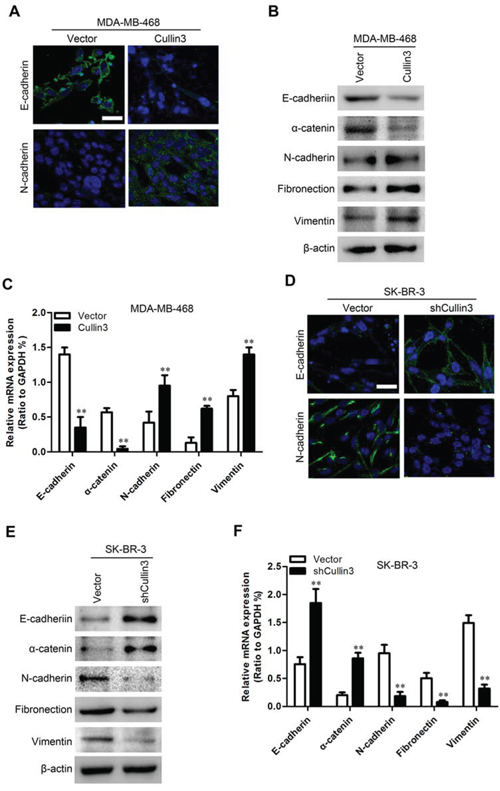 Cullin3 regulates the transition between epithelial and mesenchymal phenotypes in BC cells.