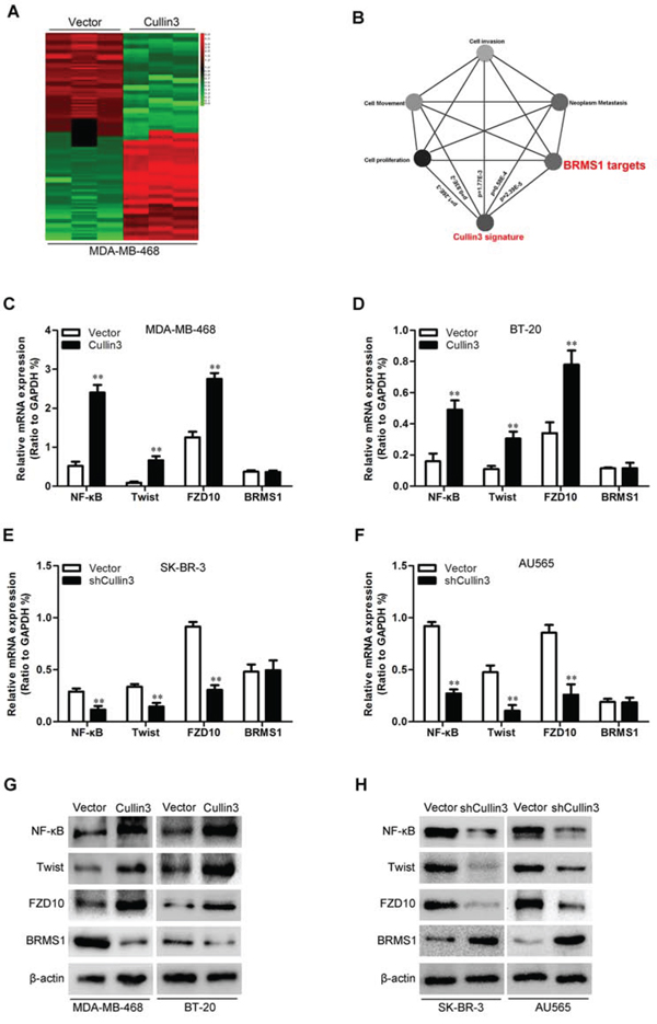 Cullin3 downregulates BRMS1 expression in BC cells.