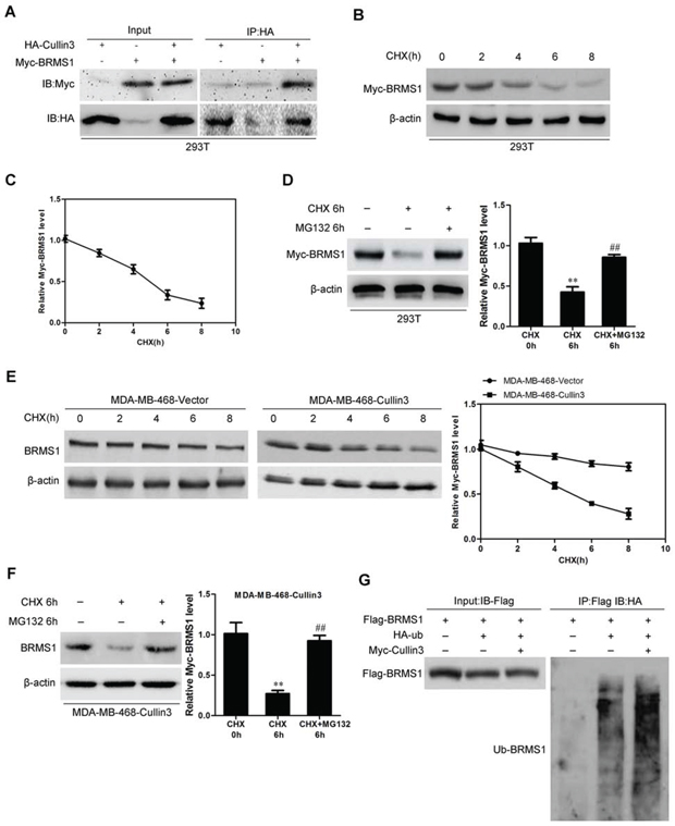 Cullin3 regulates BRMS1 expression through degradation.