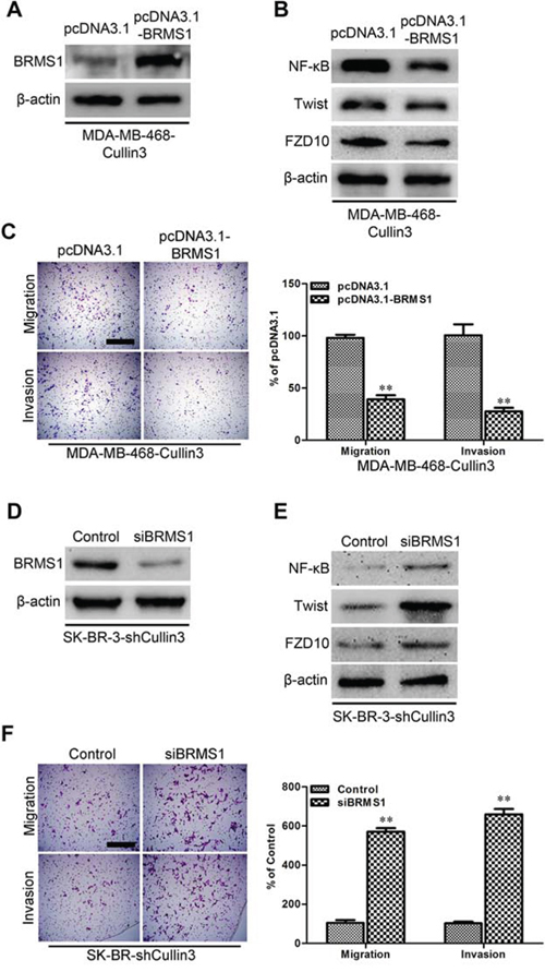 BRMS1 is a mediator for Cullin3-induced EMT, migration, and invasion in BC cells.