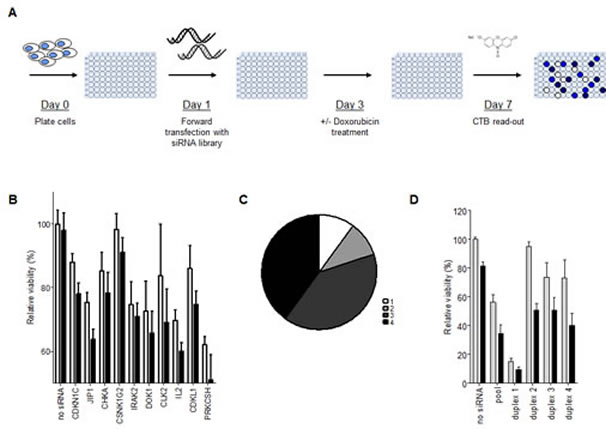 siRNA library screen of the human kinome identifies enhancers of doxorubicin response in OS.
