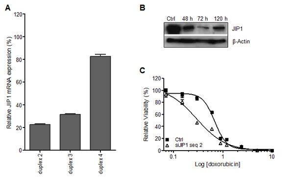 siRNA targeting JIP1 reduces JIP1 mRNA and protein expression in SaOS2 cells and causes increased sensitivity to doxorubicin.