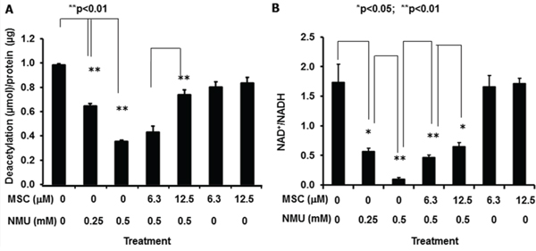 MSC counteracts NMU to restore SIRT1 activity and NAD+/NADH in mammary epithelial cells in vitro.